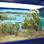 Uno dei diorami delle zone umide - la Diaccia Botrona - Foto p.g.c. Museo di Storia Naturale della Maremma